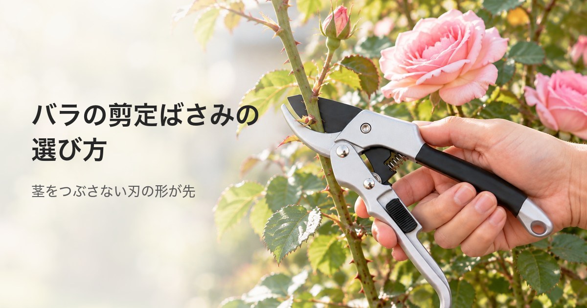 WARAIGAOの剪定ばさみで、庭のバラの枝を刃の根元寄りに挟んで切っているところ